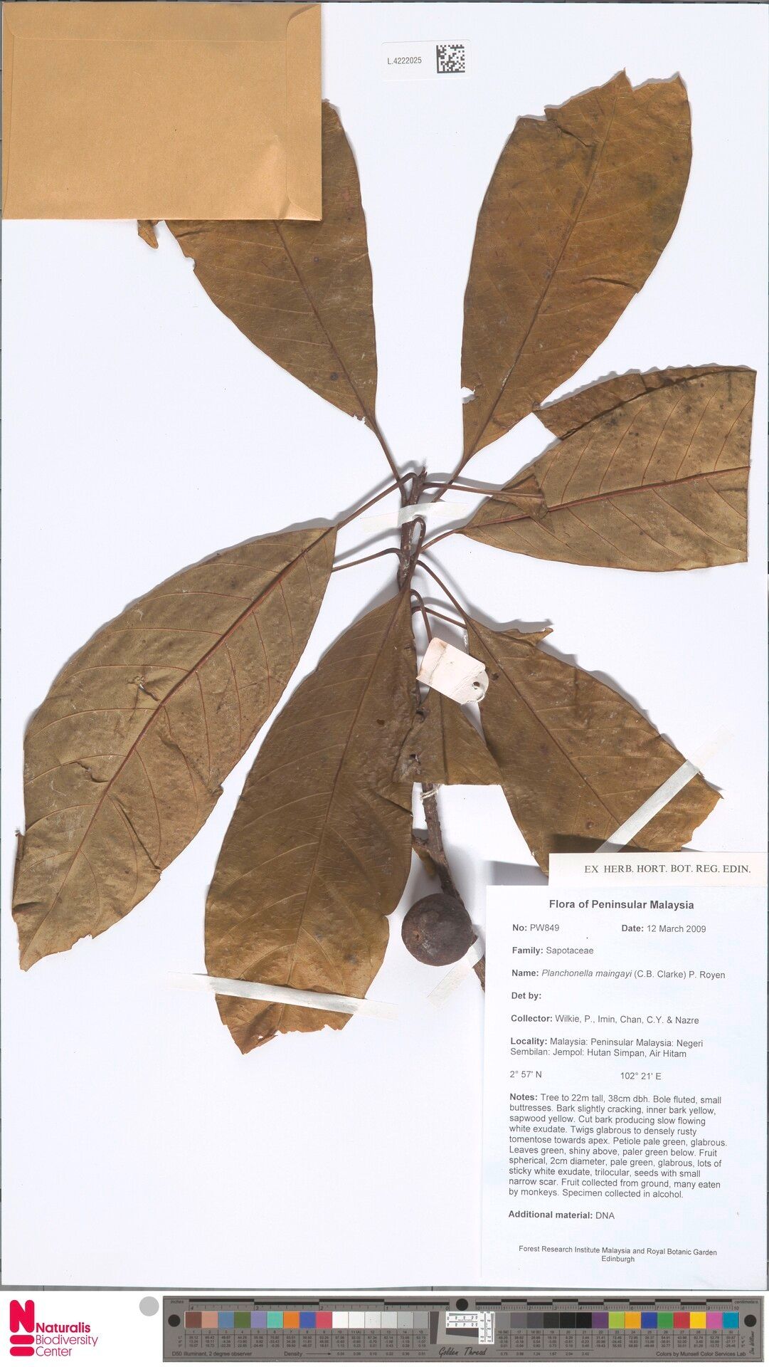 Planchonella maingayi — houseplant care guide