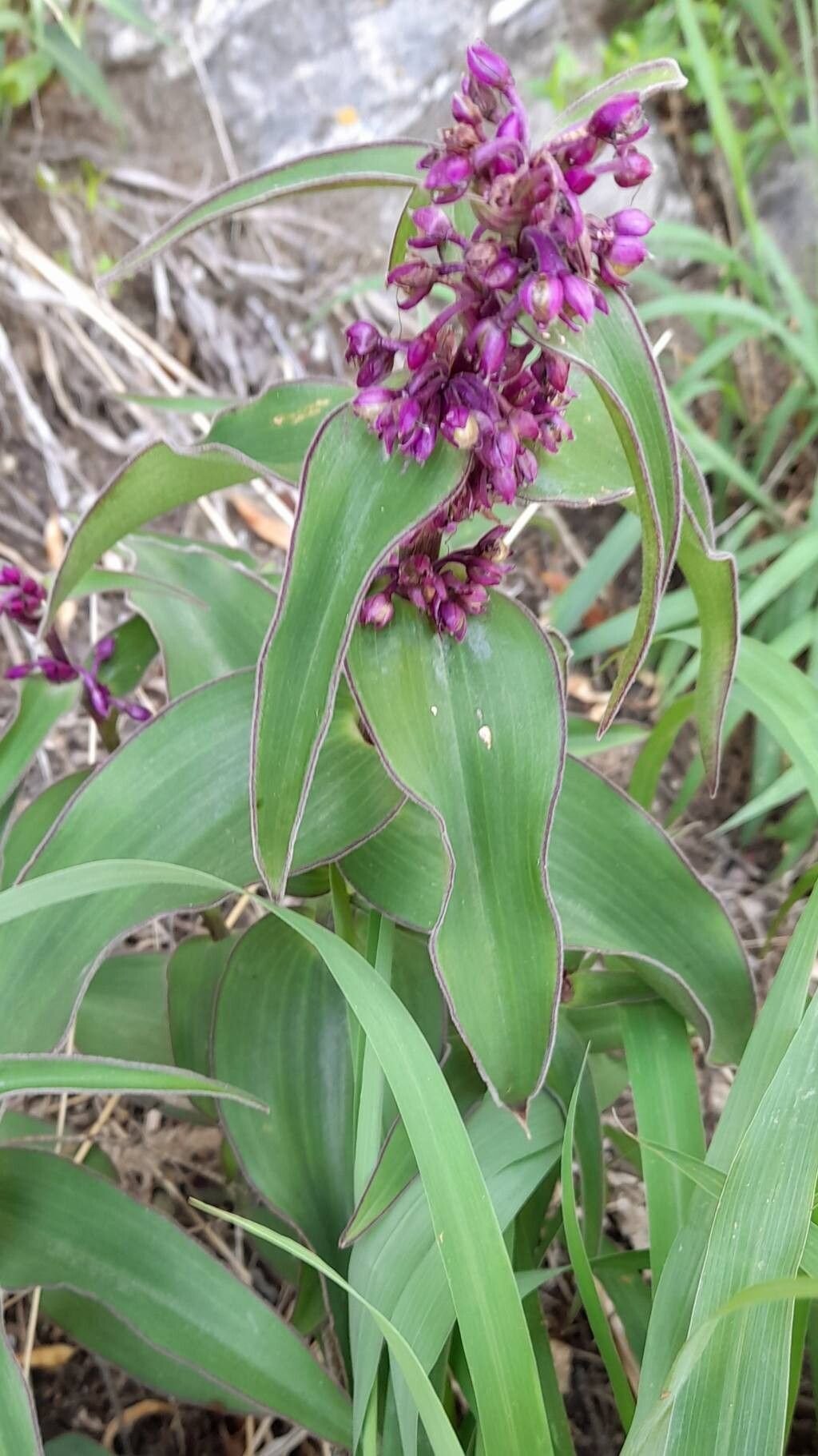 Tradescantia boliviana habit