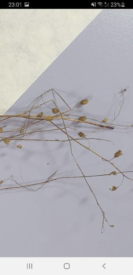 Holosteum umbellatum fruit