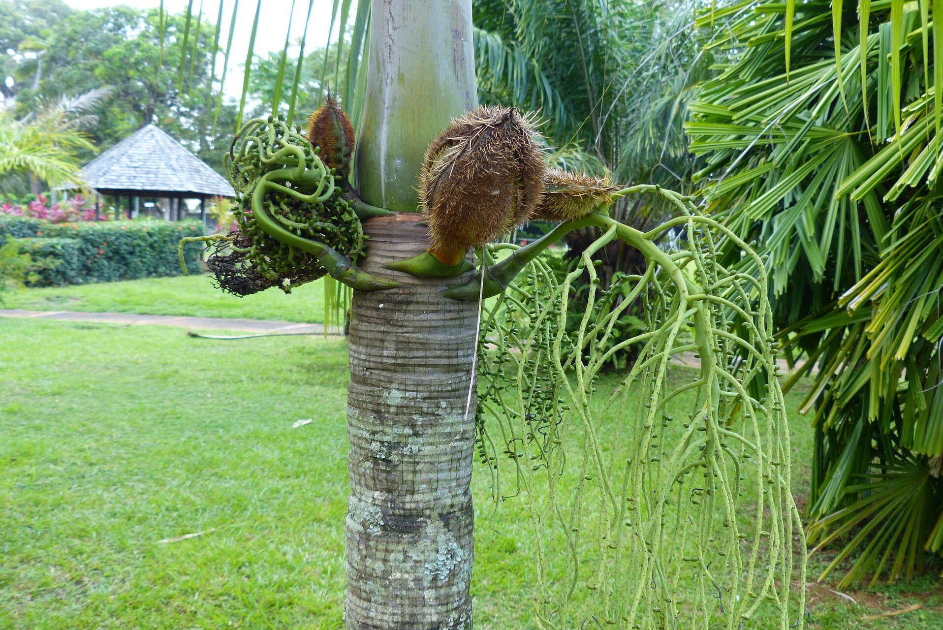 Deckenia nobilis fruit