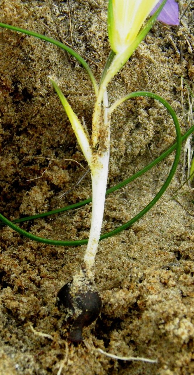 Romulea clusiana bark