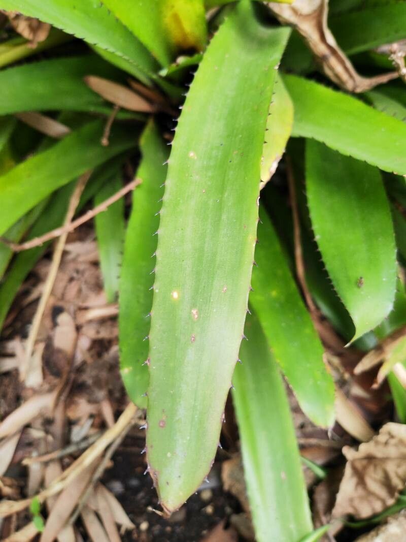 Aechmea triangularis — search result for 'Aechmea'