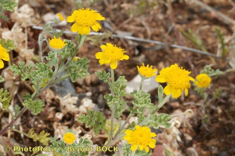 Anthemis chrysantha habit