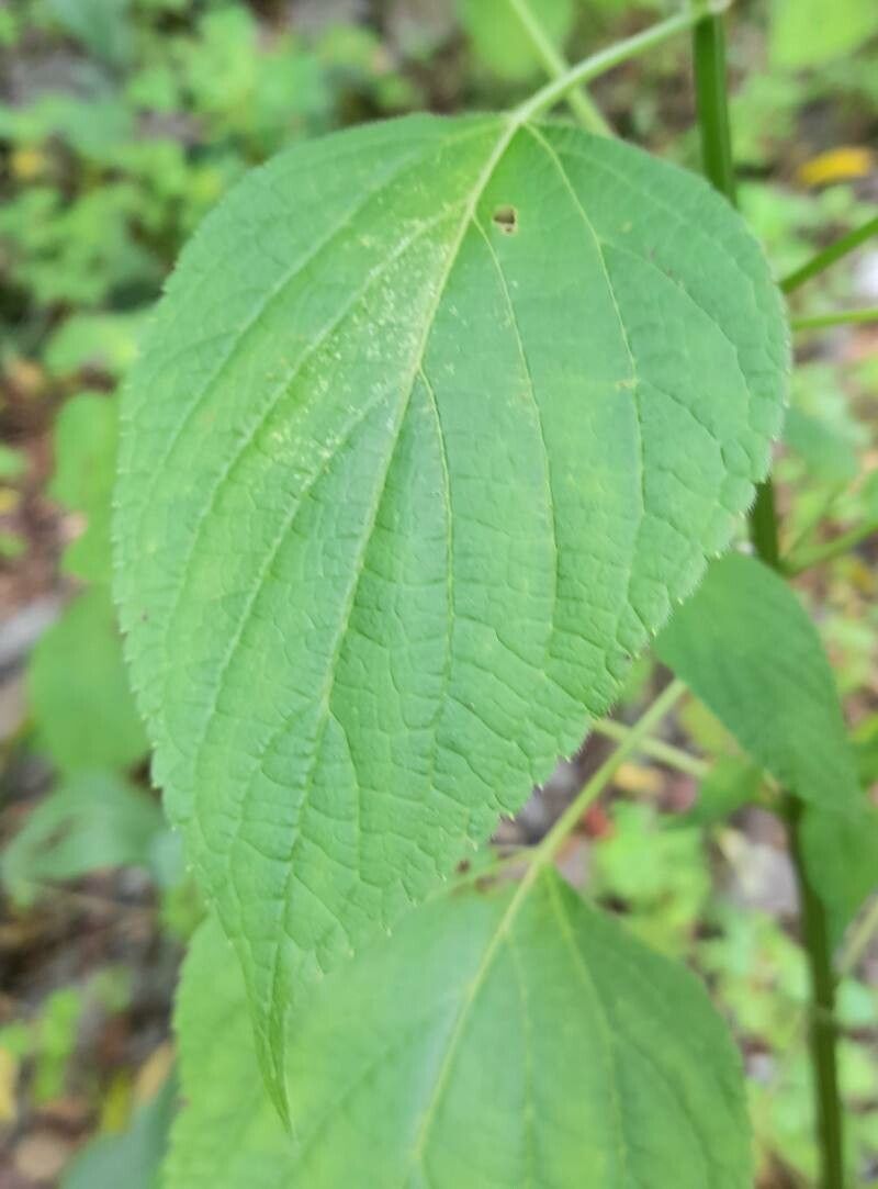 Salvia personata — houseplant care guide