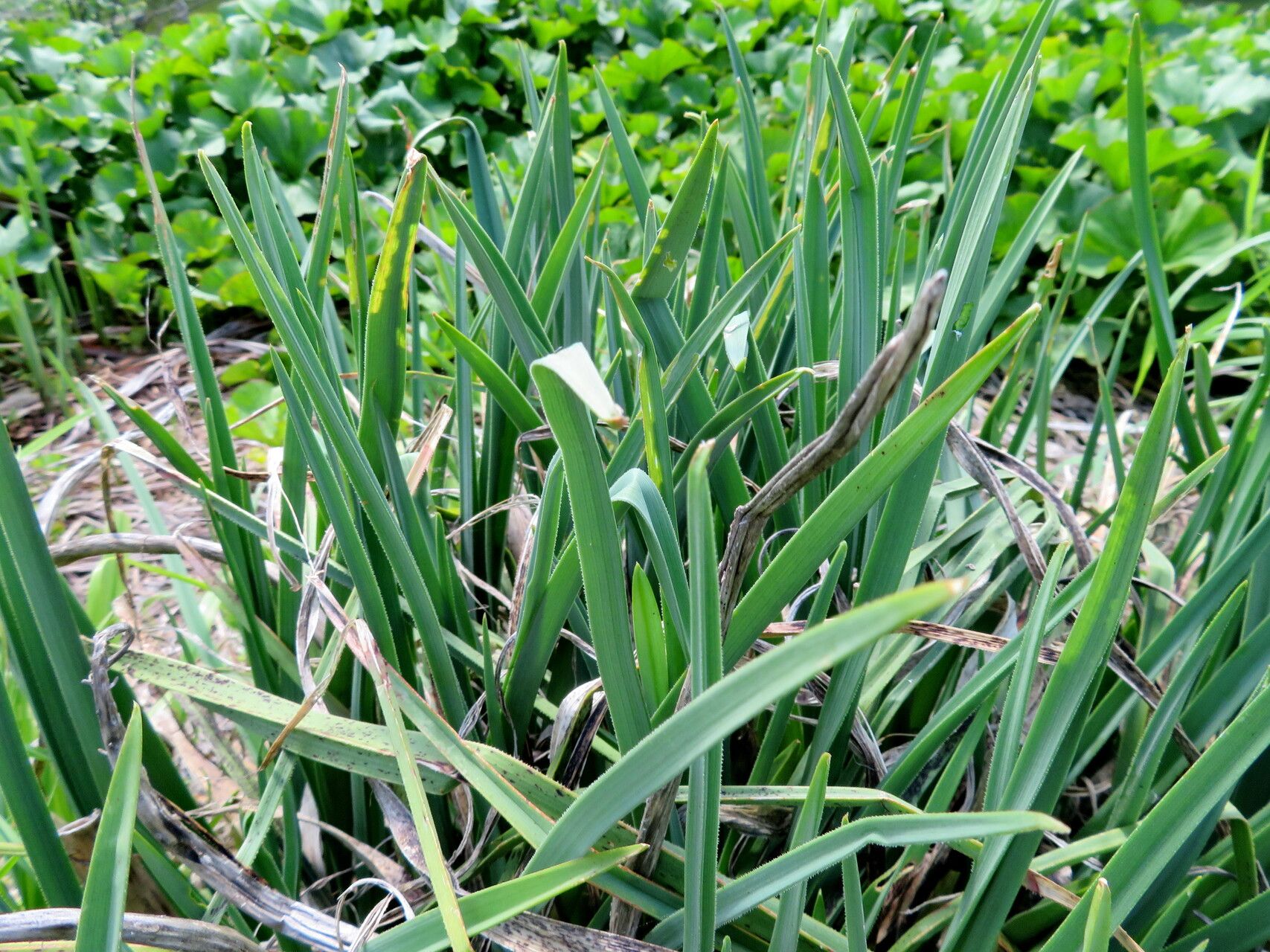 Kniphofia brachystachya