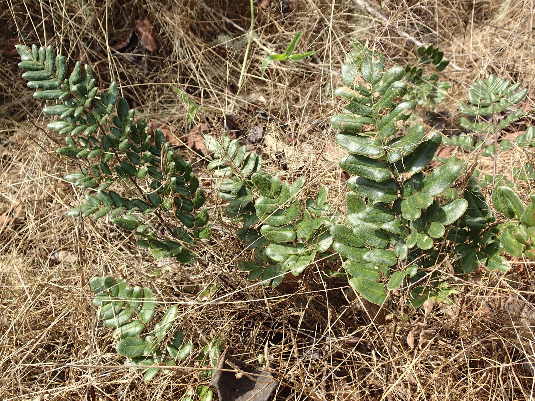 Hemionitis dura habit