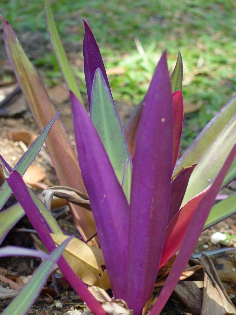 Rhoeo spathacea habit