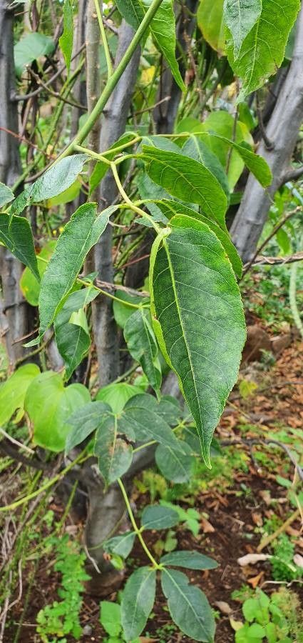 Commiphora eminii leaf