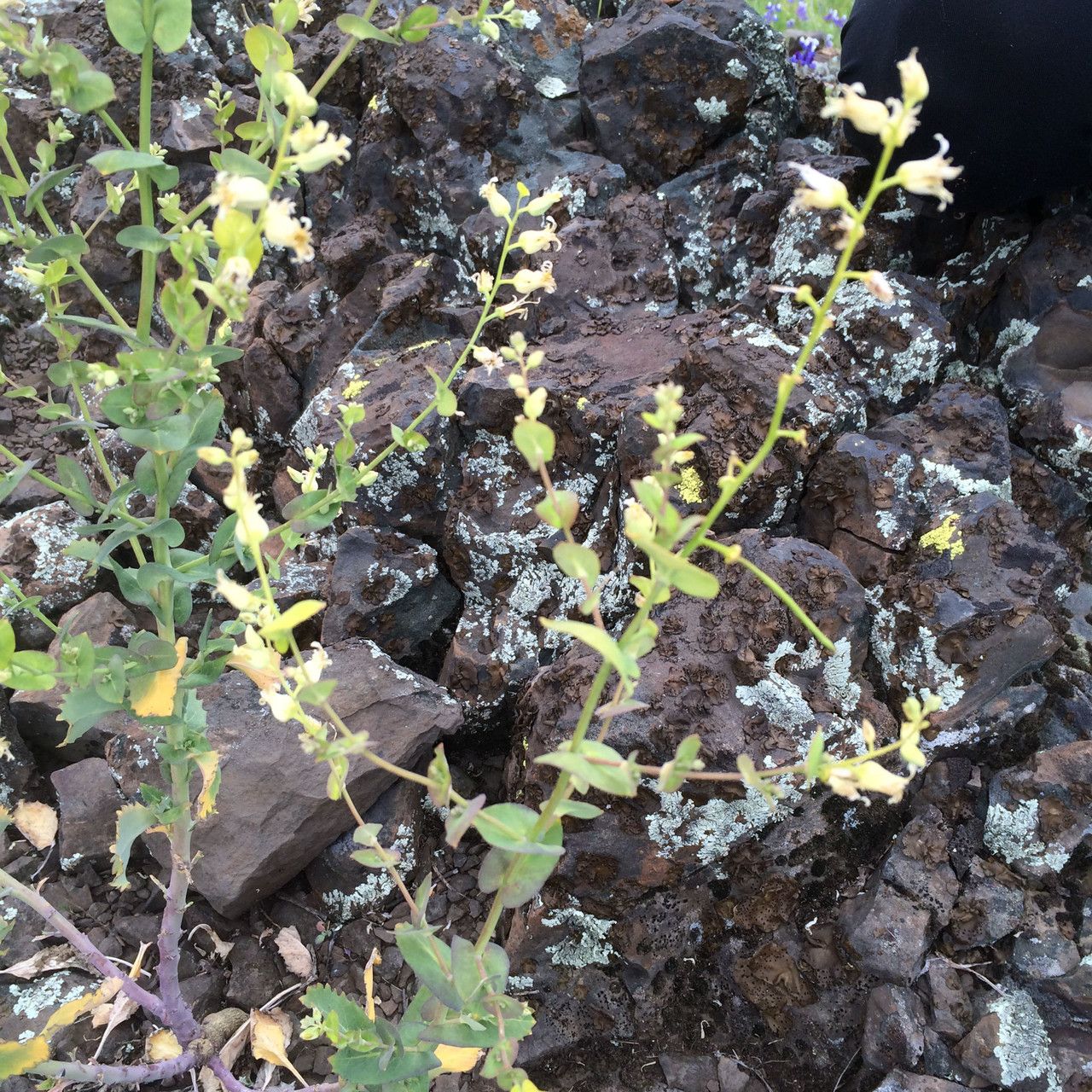 Streptanthus tortuosus habit