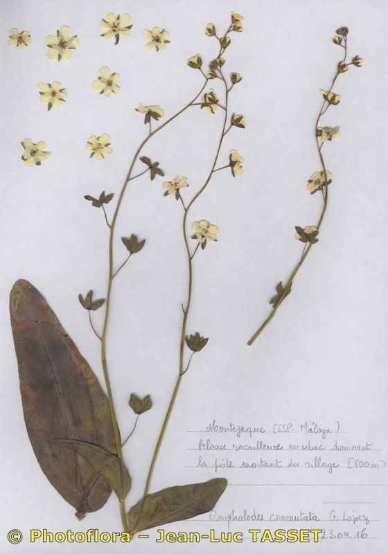 Iberodes commutata habit