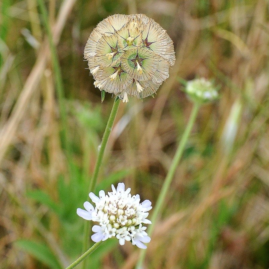 Scabiosa stellata flower