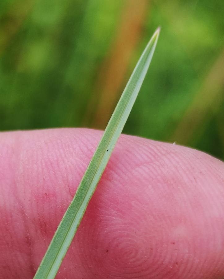Helictochloa pratensis — houseplant care guide
