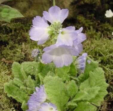 Primula reidii habit