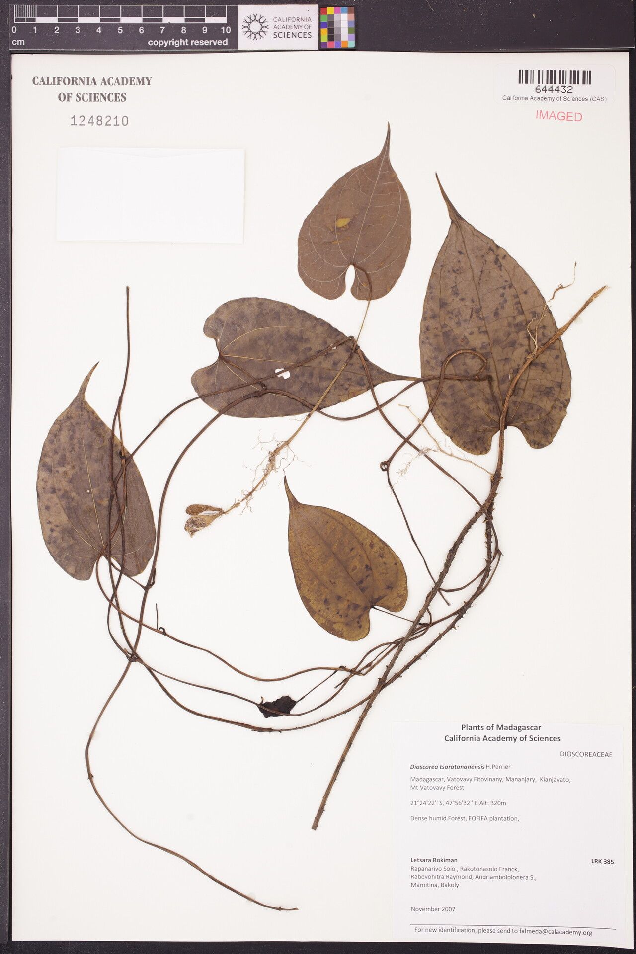 Dioscorea tsaratananensis — houseplant care guide