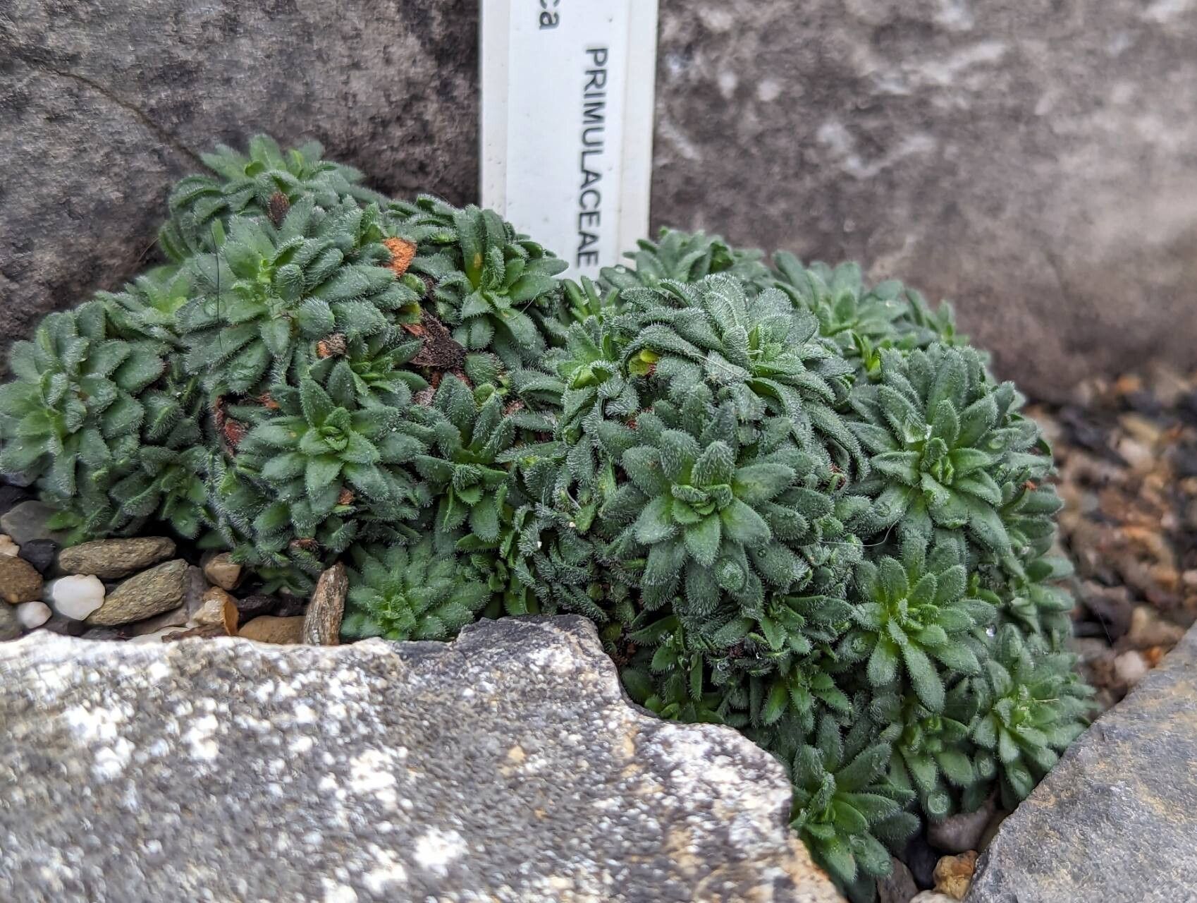 Androsace cylindrica — houseplant care guide