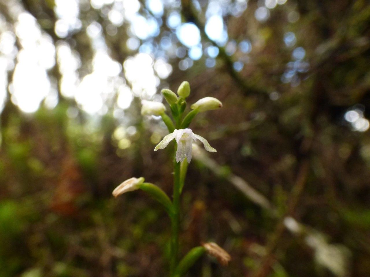 Cynorkis coccinelloides flower