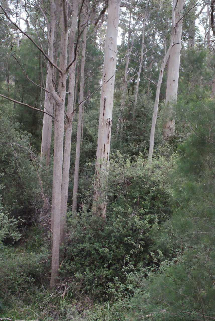 Eucalyptus diversicolor habit