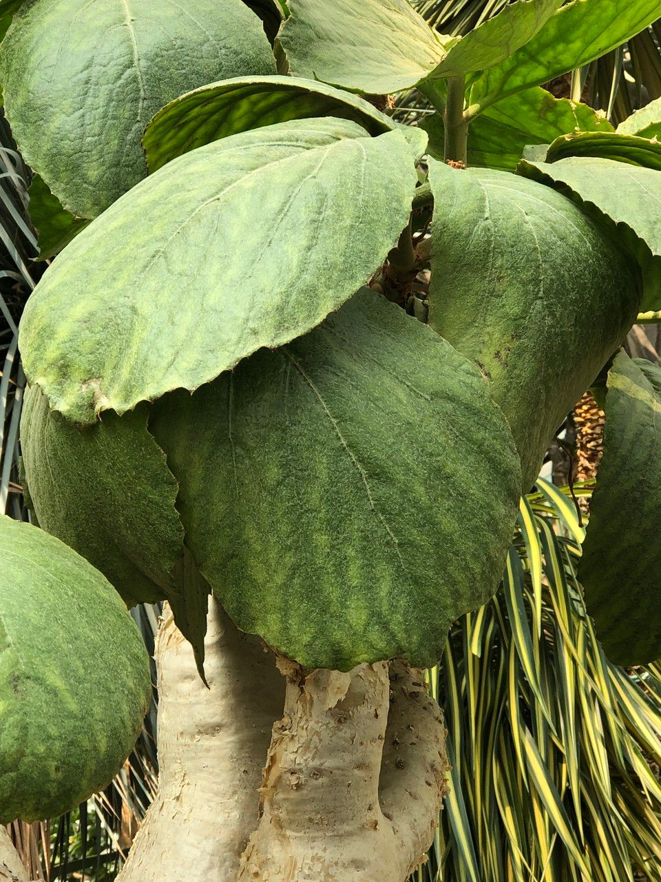 Cyphostemma currorii habit