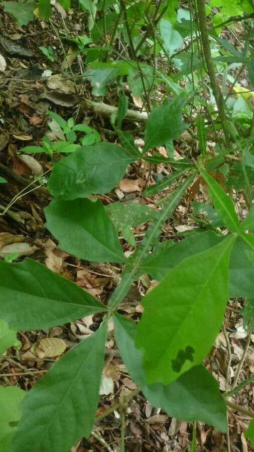 Paullinia sessiliflora — search result for 'Paullinia'