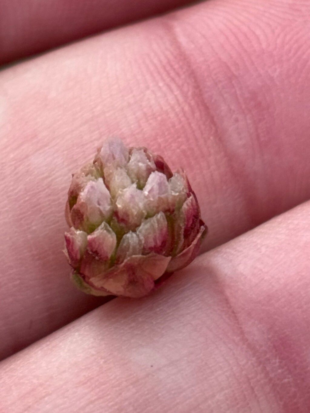 Armeria helodes — houseplant care guide