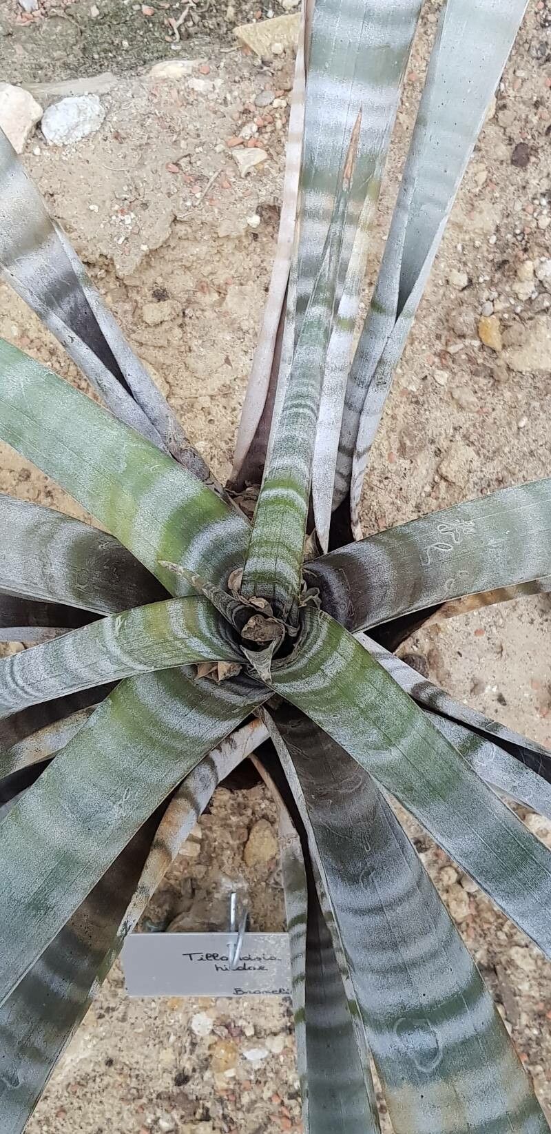 Tillandsia hildae leaf