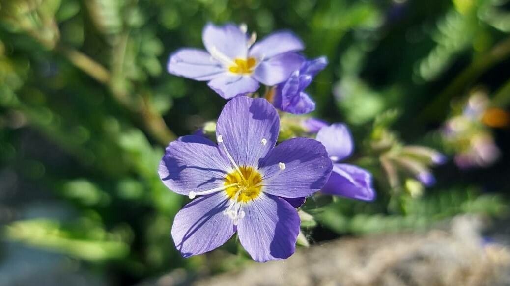 Polemonium pulcherrimum flower
