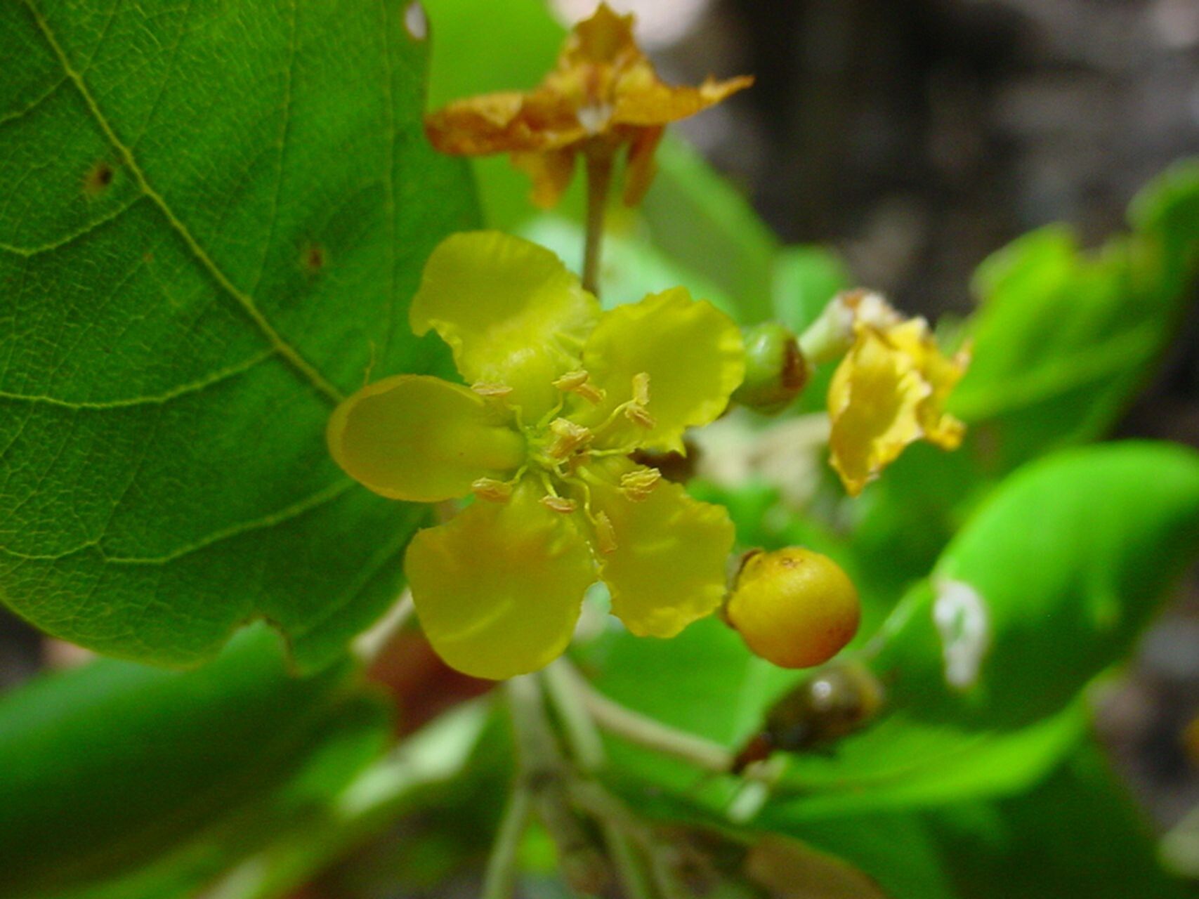 Stigmaphyllon timoriense flower