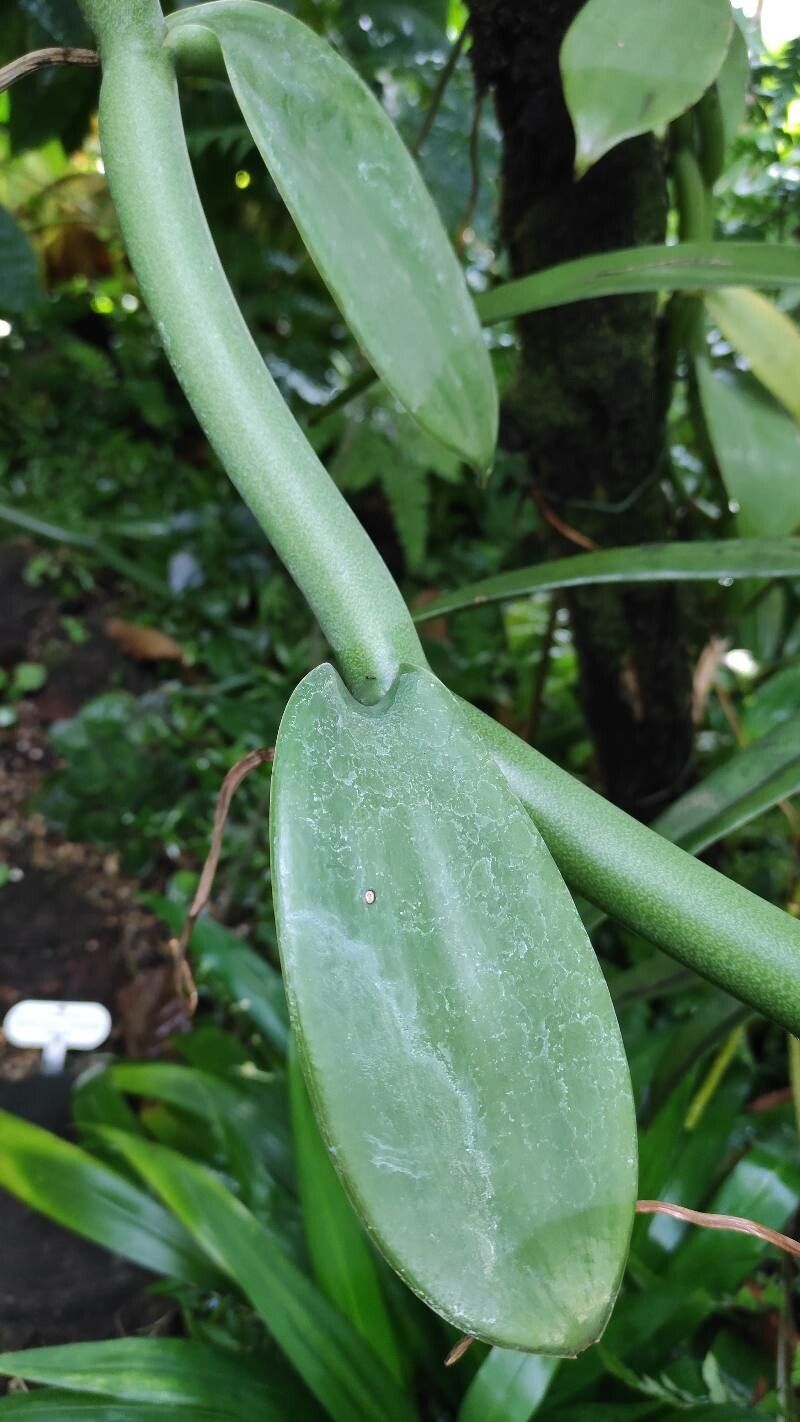 Vanilla imperialis leaf