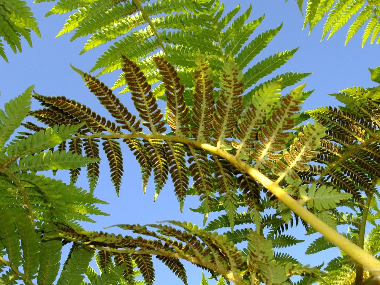 Cyathea australis — search result for 'Southern New South Wales'