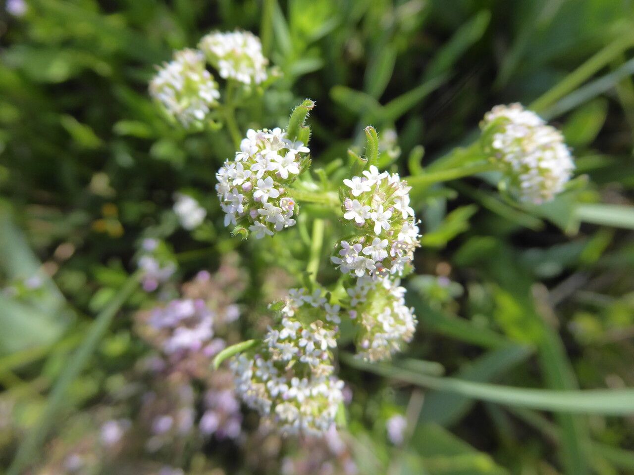 Valerianella coronata flower