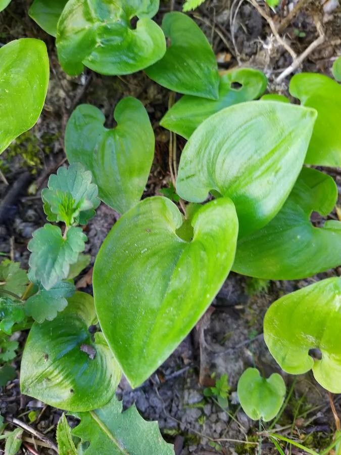 Maianthemum bifolium — search result for 'western Canada'