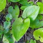 Maianthemum bifolium