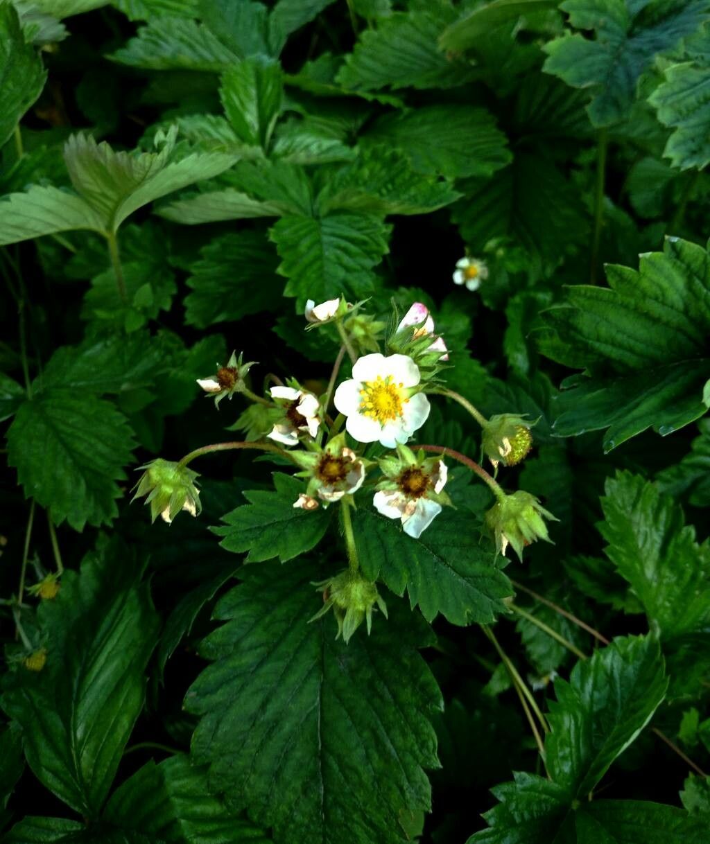 Fragaria moschata flower
