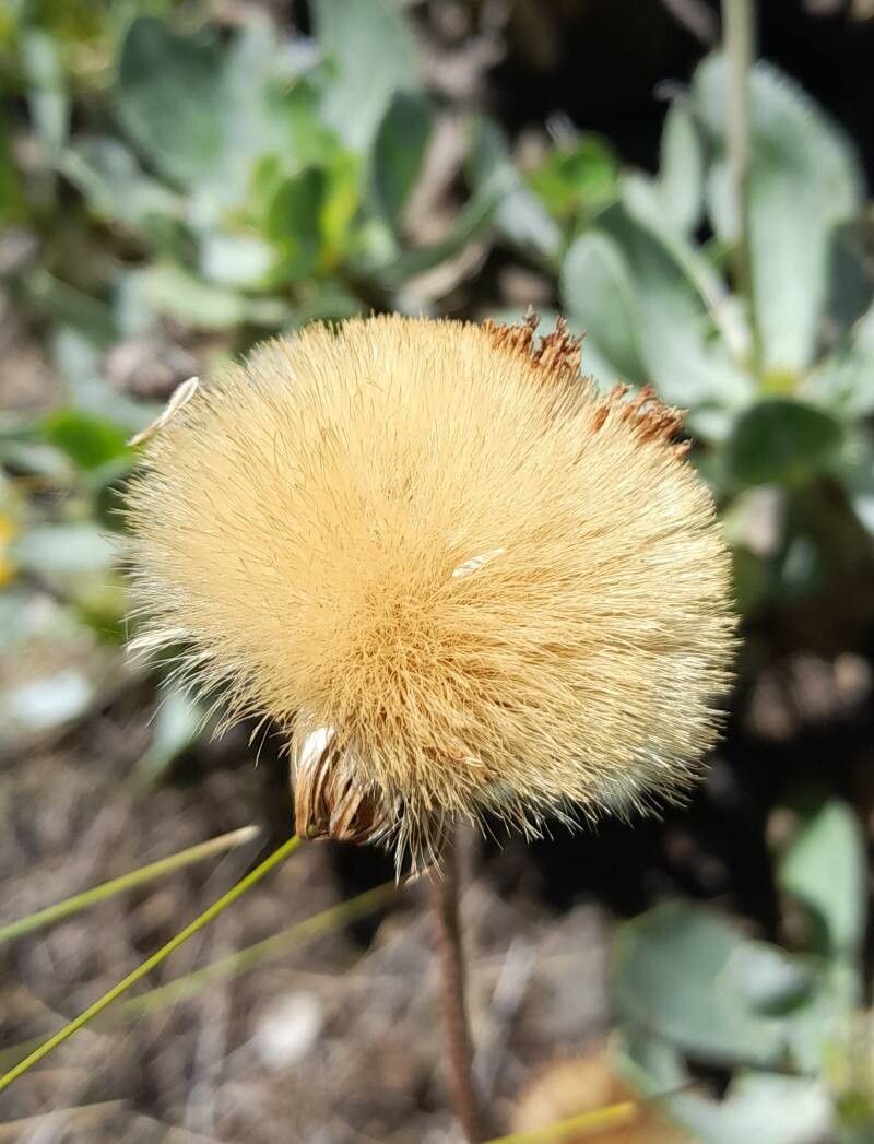 Haplopappus macrocephalus fruit