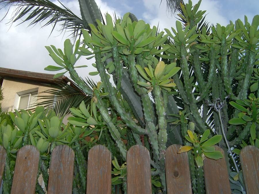 Euphorbia undulatifolia — houseplant care guide