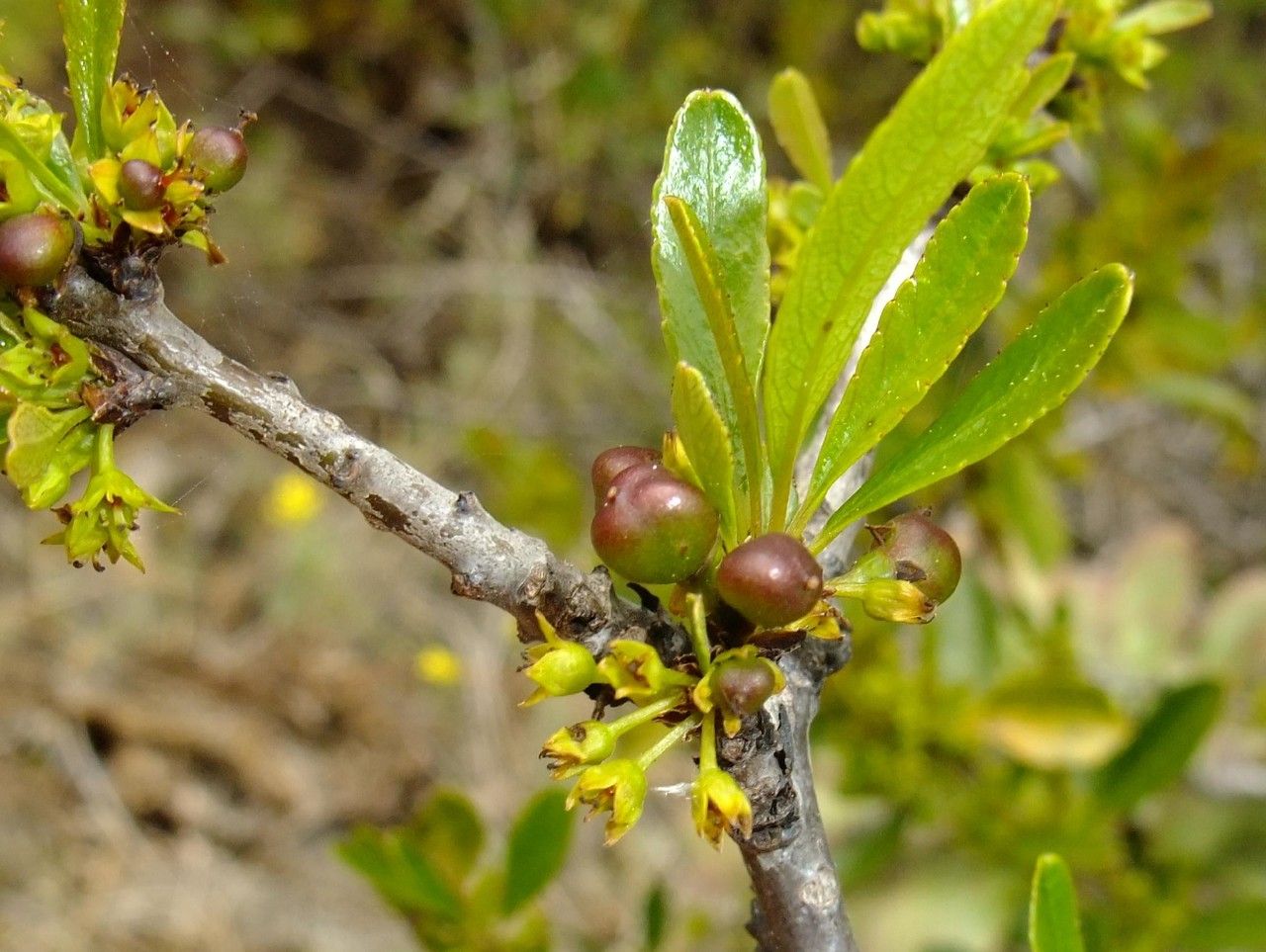 Rhamnus crenulata flower