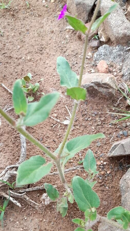 Mirabilis ovata habit