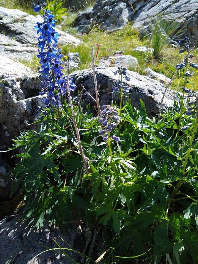 Delphinium dubium habit