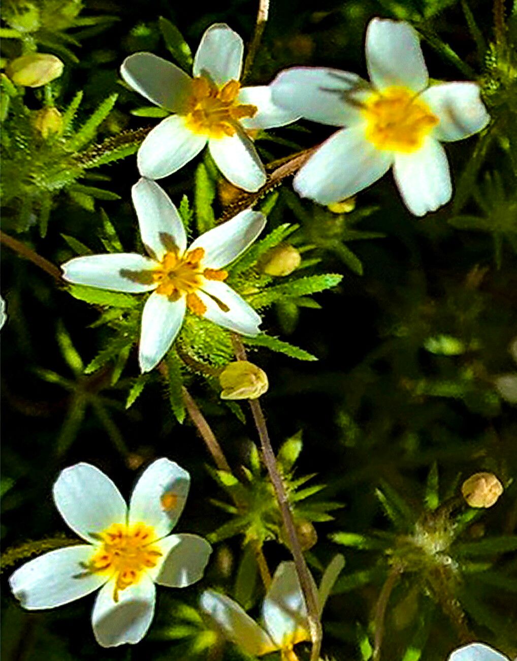 Leptosiphon parviflorus — search result for 'Leptosiphon'