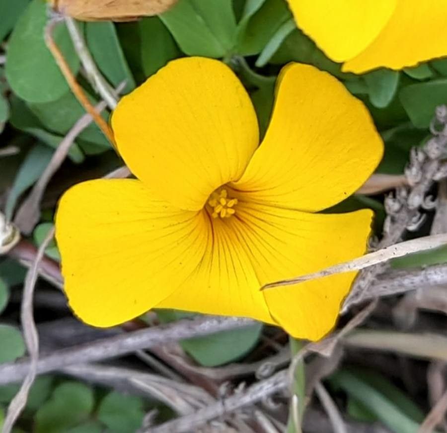 Oxalis eriocarpa flower