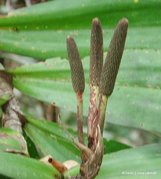Freycinetia spectabilis fruit