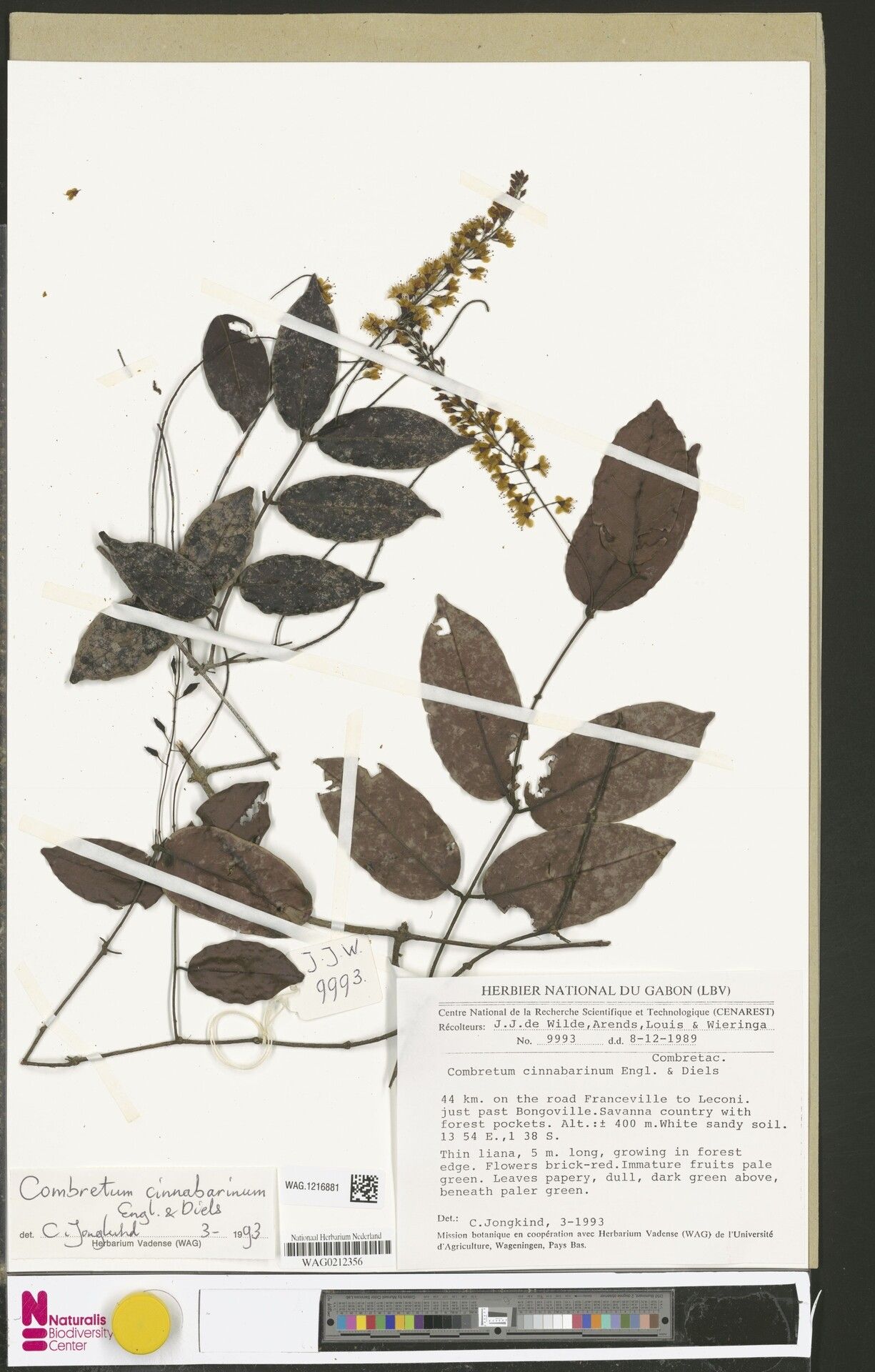 Combretum cinnabarinum — houseplant care guide