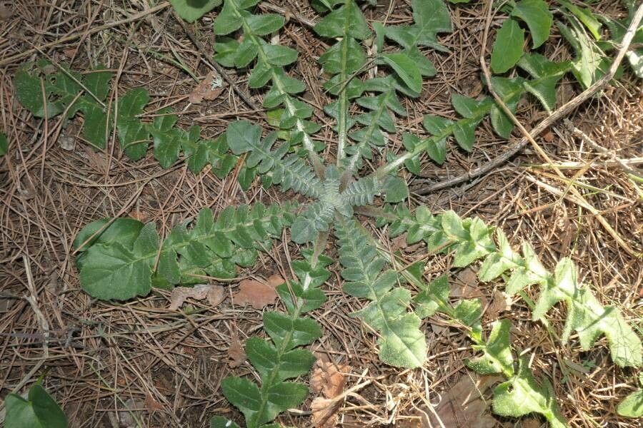 Hyoseris radiata leaf