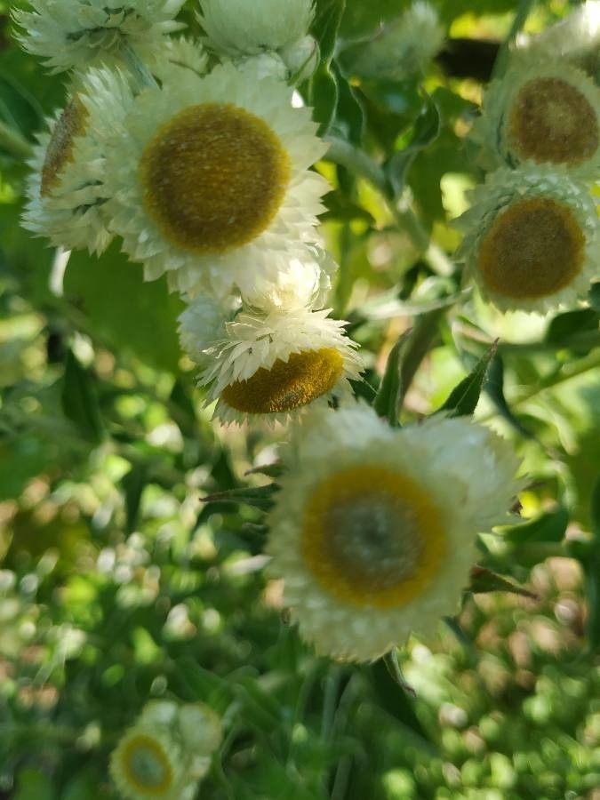 Helichrysum cooperi — search result for 'Helichrysum'