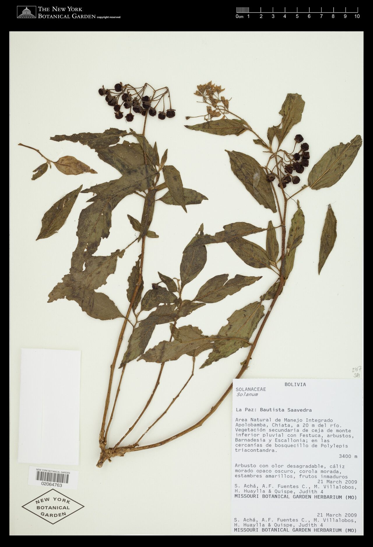 Solanum probolospermum — houseplant care guide