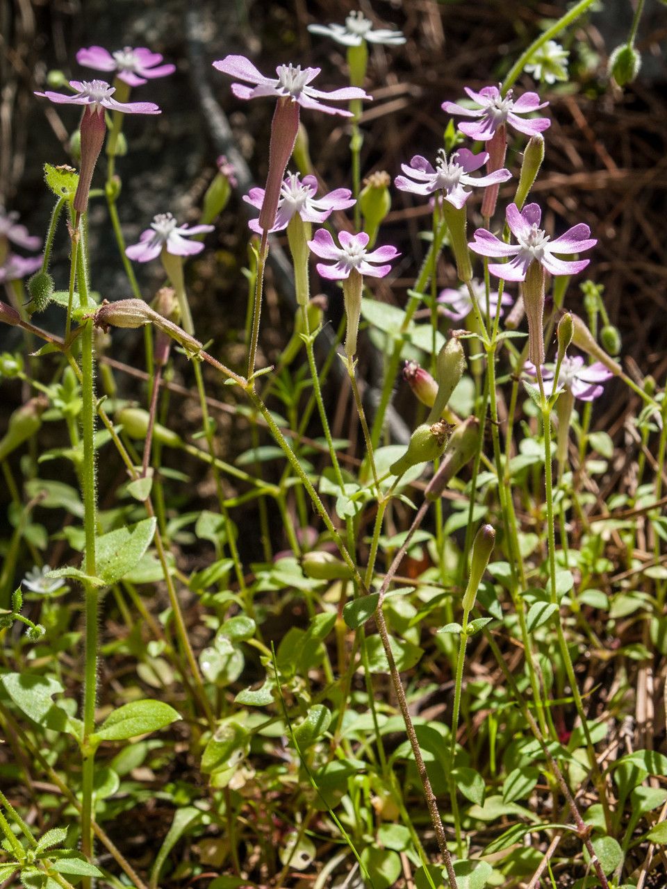 Silene fraudatrix flower