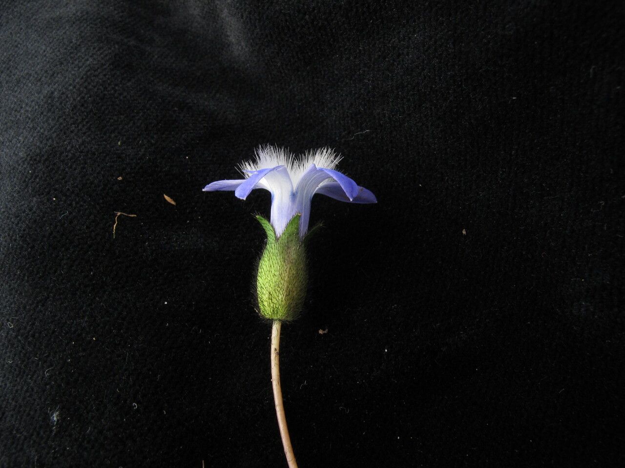 Cyananthus incanus flower