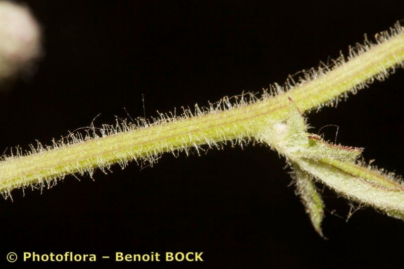 Sanguisorba hybrida bark