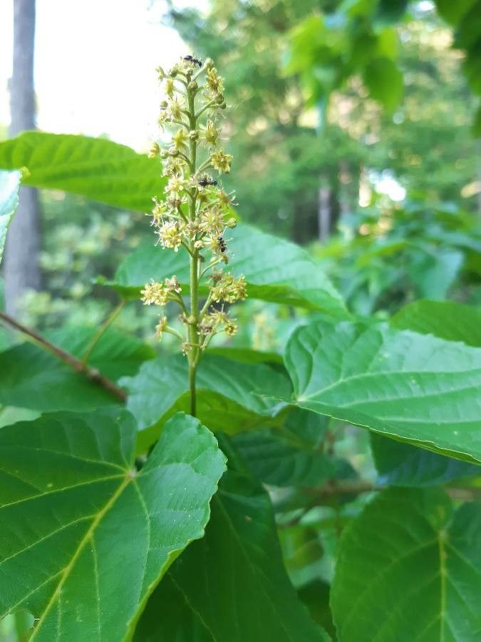 Acer distylum flower