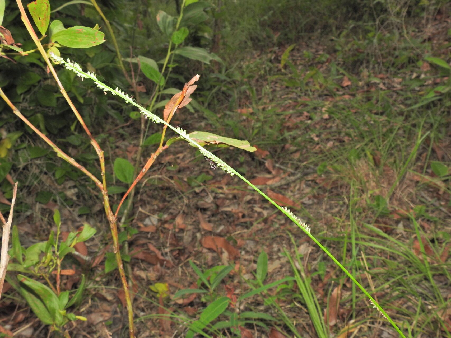 Setaria gausa flower